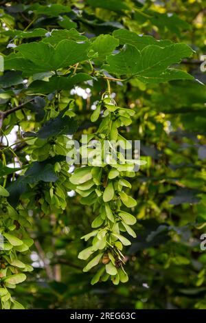 Nahaufnahme der rötlich-rosa reifen Früchte des Ahorns. Stockfoto