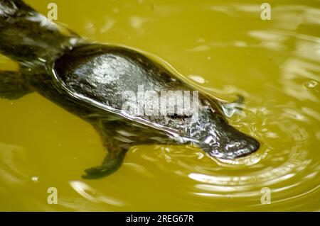 Platypus, Ornithorhynchus anatinus, Duck-Billed Platypus, Petersens Creek, Yungaburra, Australien. Stockfoto