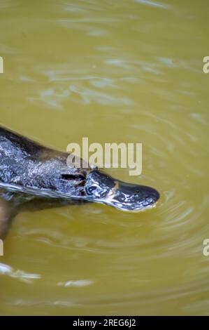 Platypus, Ornithorhynchus anatinus, Duck-Billed Platypus, Petersens Creek, Yungaburra, Australien. Stockfoto