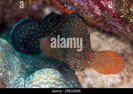 Blaufleckenbarsch, Cephalopholis cyanostigma, Palau Auri, Roon, Cendrawasih Bay, West Papua, Indonesien Stockfoto