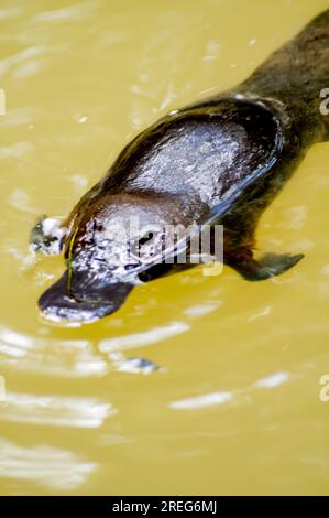 Platypus, Ornithorhynchus anatinus, Duck-Billed Platypus, Petersens Creek, Yungaburra, Australien. Stockfoto