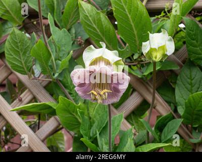Nahaufnahme einer einzelnen, neu geöffneten Blume der Tasse und der Untertasse Cobaea scandens Stockfoto