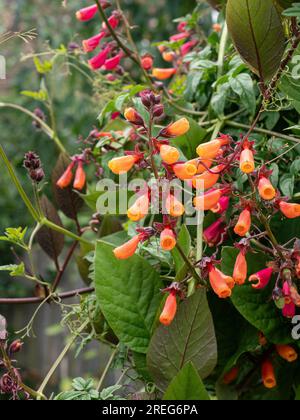 Die orangefarbene Röhre wie die Blüten des Kletterers Eccremocarpus schälen die chilenische Blume Stockfoto