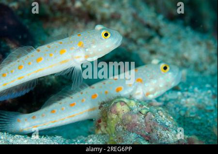 Ein Paar orangefarbene Gobies, Valenciennea puellaris, Palau Auri, Roon, Cendrawasih Bay, West Papua, Indonesien Stockfoto