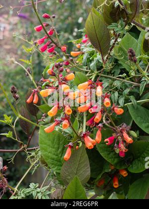 Die orangefarbene Röhre wie die Blüten des Kletterers Eccremocarpus schälen die chilenische Blume Stockfoto