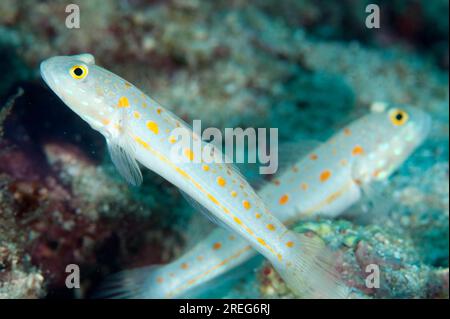 Ein Paar orangefarbene Gobies, Valenciennea puellaris, Palau Auri, Roon, Cendrawasih Bay, West Papua, Indonesien Stockfoto