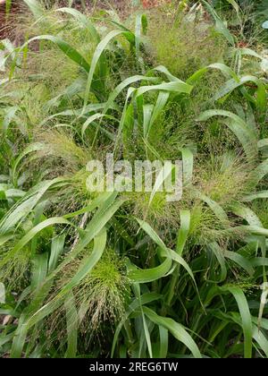 Die luftigen, zarten Blumenköpfe und üppigen grünen Blätter des Grases Panicum elegans „Spinkles“ Stockfoto