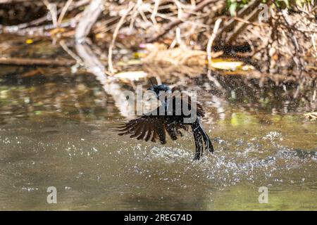 Drongo (Dicrurus Forficatus), endemischer Passerinvogel in der Familie Dicruridae badet im Fluss, Ranomafana. Madagaskar Wildtiere Stockfoto