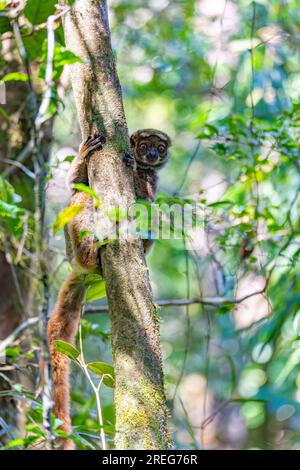 Avahi, Peyrieras' Woolly Lemur (Avahi peyrierasi), gefährdetes endemisches Tier auf dem Baum. Ranomafana-Nationalpark. Madagaskar Wildtier. Stockfoto