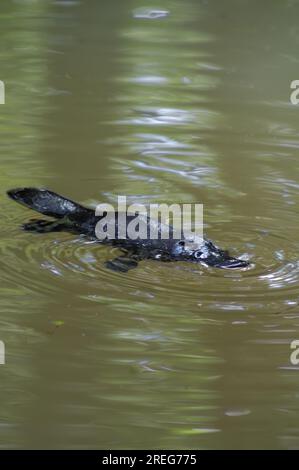 Platypus, Ornithorhynchus anatinus, Duck-Billed Platypus, Petersens Creek, Yungaburra, Australien. Stockfoto