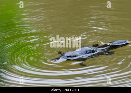 Platypus, Ornithorhynchus anatinus, Duck-Billed Platypus, Petersens Creek, Yungaburra, Australien. Stockfoto