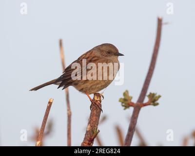 Ein Dummkopf singt, hoch oben auf einer Hecke im Frühling. Stockfoto