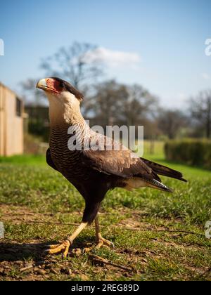 Caracara-Crested im Cotswold Falconry Centre in Batsford, Moreton-in-Marsh, Gloucestershire, England, Großbritannien, 18. März 2022 Stockfoto