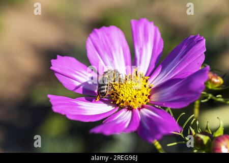 Eine Biene, die an einem sonnigen Tag Pollen von einer Blume sammelt. Stockfoto