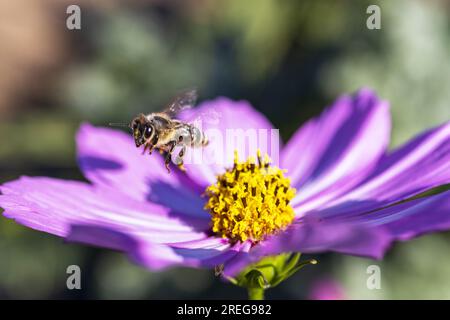 Eine Biene, die an einem sonnigen Tag Pollen von einer Blume sammelt. Stockfoto