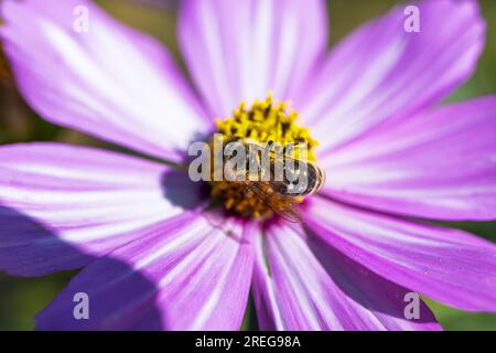 Eine Biene, die an einem sonnigen Tag Pollen von einer Blume sammelt. Stockfoto