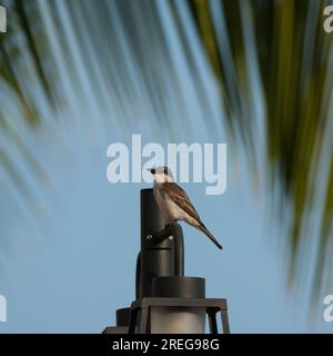 Ein grauer Königsvogel auf einem Schirmstand in Montego Bay, Jamaika. Stockfoto