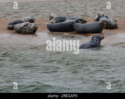 Graue und gewöhnliche Seehunde ruhen nach der Fütterung an der Sandbank in Blakeney Point, Blakeney, North Norfolk, England, Großbritannien Stockfoto