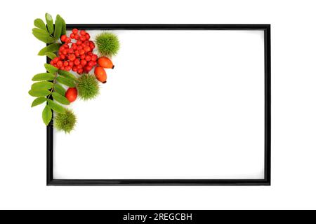 Herbststimmung an Thanksgiving mit Rosehip- und Rowan-Beeren-Früchten und Kastanien mit schwarzem Rahmen auf Weiß. Festliches Blumendesign in der Natur. Stockfoto