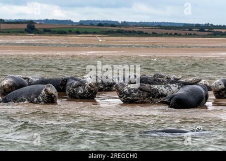 Graue und gewöhnliche Seehunde ruhen nach der Fütterung an der Sandbank in Blakeney Point, Blakeney, North Norfolk, England, Großbritannien Stockfoto