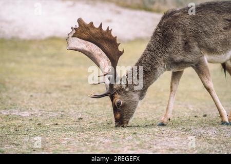 Sauberes Foto eines Liebsten vor dem Horizont in der Natur der niederlande Stockfoto