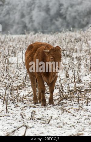 Eine Kuh im Winter auf der Weide Stockfoto