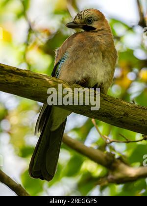 Eurasian jay auf einem Ast, Porträtfoto Stockfoto