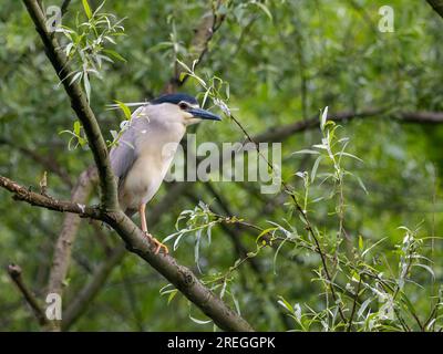 Schwarzkronen-Nachtreiher auf grünem Laub. Stockfoto