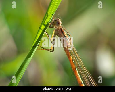 Nahaufnahme einer Libelle Stockfoto