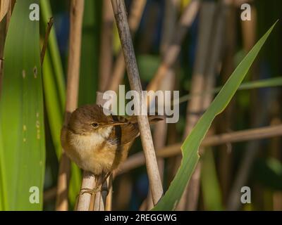 Ein Schilfrohrkriecher in grüner Umgebung, der auf einem Schilf sitzt. Stockfoto