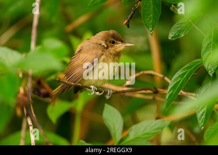 Der große Reed Warbler sitzt auf einem Ast mitten im Grünen. Stockfoto