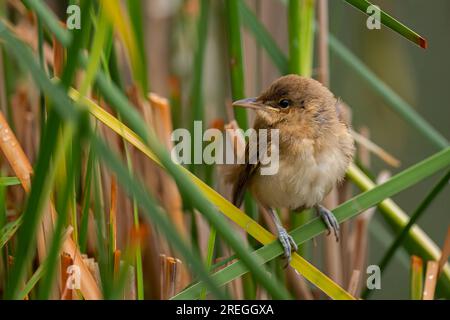 Der große Reed Warbler sitzt auf dem Gras mitten im Grün. Stockfoto