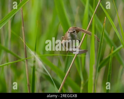 Der große Reed Warbler startet den Flug mit klappbaren Flügeln. Stockfoto