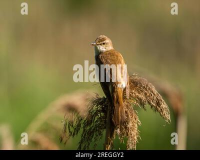 Großer Reed Warbler in grüner Umgebung auf trockenem Gras. Stockfoto