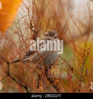 Hausspatz auf einem Ast, Nahaufnahme, verschwommener Hintergrund. Stockfoto