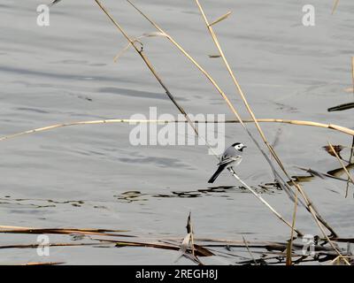 Weiße Schwänze auf einem Graszweig in der Nähe des Wassers. Stockfoto