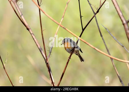 Europäisches Rotkehlchen auf einem Zweig, Nahaufnahme, verschwommener Hintergrund. Stockfoto