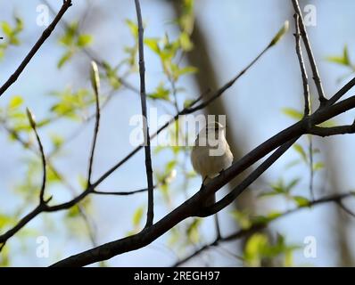 Ein kleiner Vogel, der auf einem Ast sitzt. Gewöhnlicher Chiffchaff Stockfoto