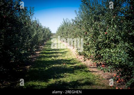 Horizontaler Blick auf Apfelgarten am sonnigen Herbsttag. Stockfoto