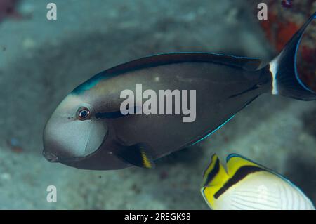 Blackstreak Surgeonfish, Acanthurus nigricauda, Mioskon Tauchplatz, Dampier Straits, Raja Ampat, West Papua, Indonesien Stockfoto