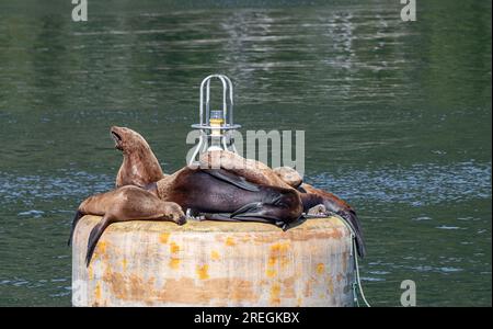 Steller Seelöwen ruhen sich aus und rufen auf einer Boje im Prince William Sound, Alaska, USA Stockfoto