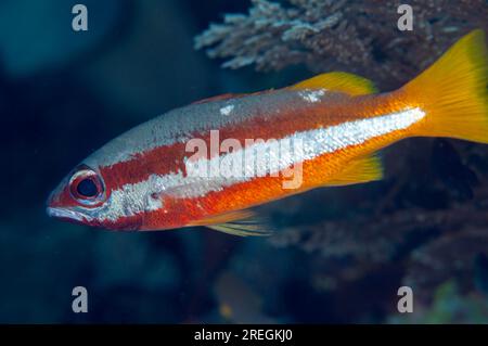 Two-Spot Snapper, Lutjanus biguttatus, Mioskon, Dampier Straits, Raja Ampat, West Papua, Indonesien Stockfoto