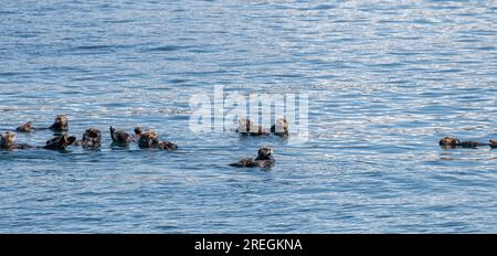 Bevy (Gruppe) von Seeottern an der Oberfläche im Prince William Sound, Alaska, USA Stockfoto