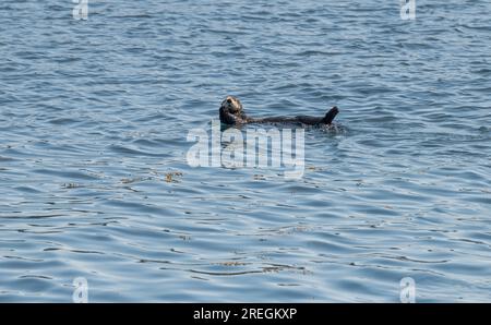 Sea Otter im Prince William Sound, Alaska, USA Stockfoto