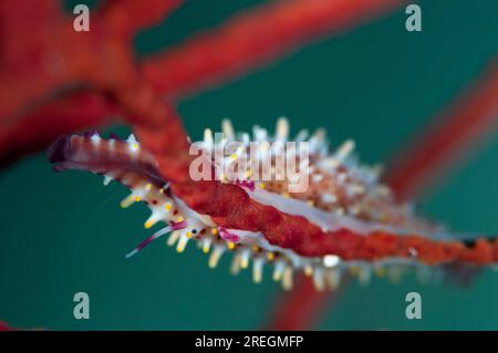 Rosy Spindle Cowrie Schnecke, Phenacovolva rosea, auf Korallenfan, Friwinbonda Tauchplatz, Dampier Strait, Raja Ampat, West Papua, Indonesien Stockfoto