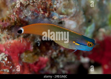 Tailspot blenny, Ecsenius stigmatura, Friwinbonda, Dampier Strait, Raja Ampat, West Papua, Indonesien Stockfoto