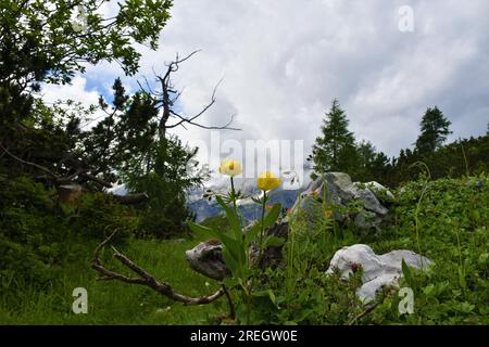 Gelbe Globeblumen (Trollius europaeus) in den Julischen alpen, Slowenien Stockfoto