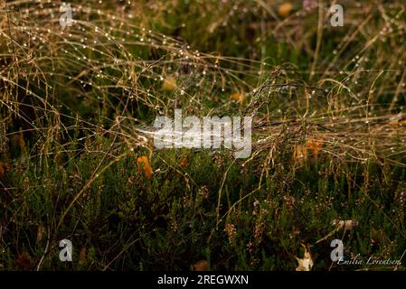 Spinnennetz bei Sonnenaufgang im Wald wartet auf Tau auf Gras. Stockfoto