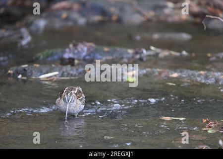 Einsame Bekassine (Gallinago solitaria) in Japan Stockfoto