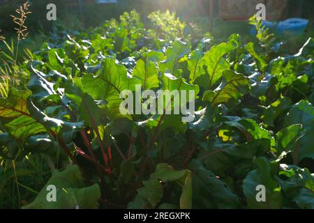 Lila Rote Bete im Gemüsegarten auf dem Gartenbett. Rübenoberteile. Rote-Bete-Blätter im Garten. Ökologie. Bio-Gemüse. Stockfoto